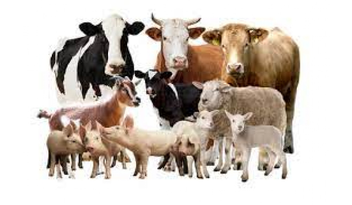 Upozornenie na povinnosť registrovať chov hospodárskych zvierat bez pôvodu v Centrálnej evidencii hospodárskych zvierat Žilina