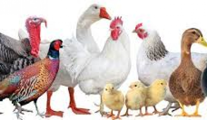 Fotka - Výzva chovateľom hydiny-pseudomor hydiny